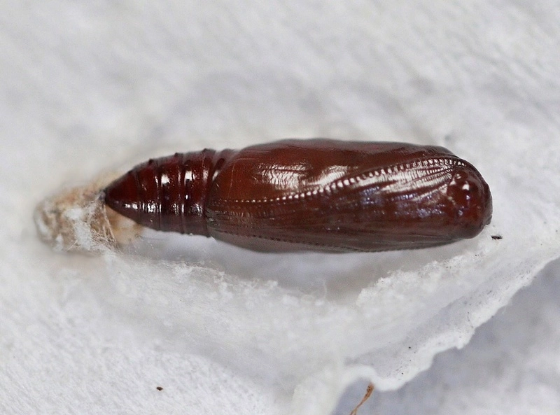hopsnuituil, Maud Maas Geesteranus, kweek, 27 juli 2023.JPG